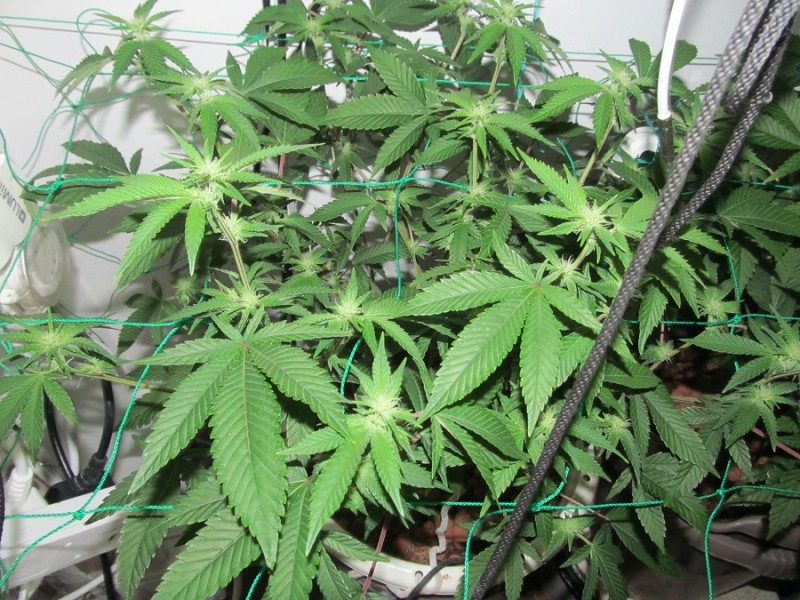 23days bloom on 23rd (4)