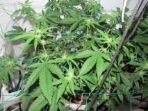 23days bloom on 23rd (4)