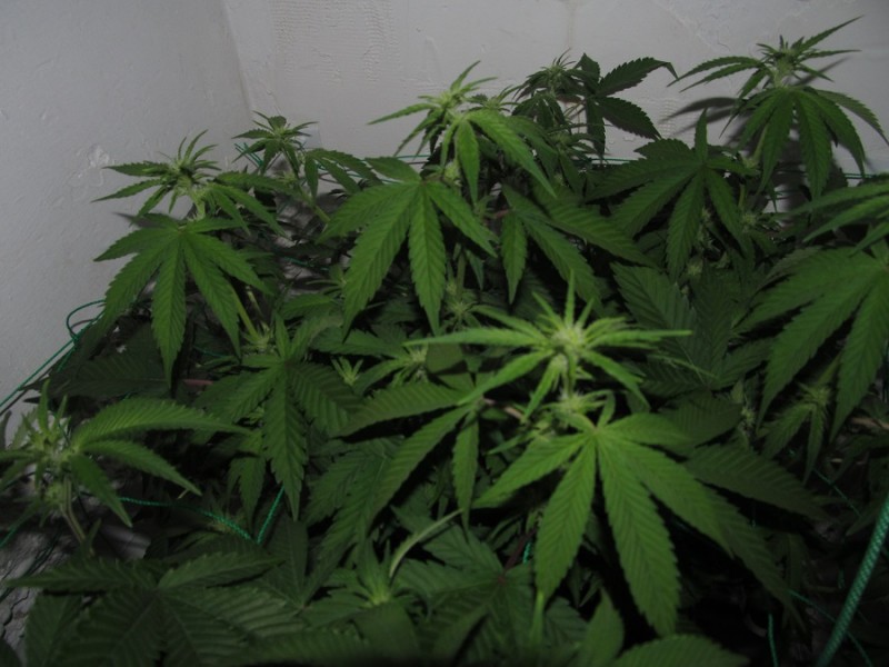 23days bloom on 23rd (5)