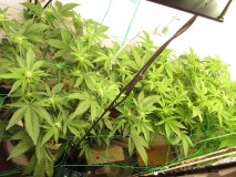 23days bloom on 23rd (7)