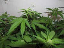 23days bloom on 23rd (8)