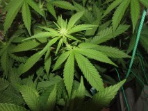 23days bloom on 23rd (9)