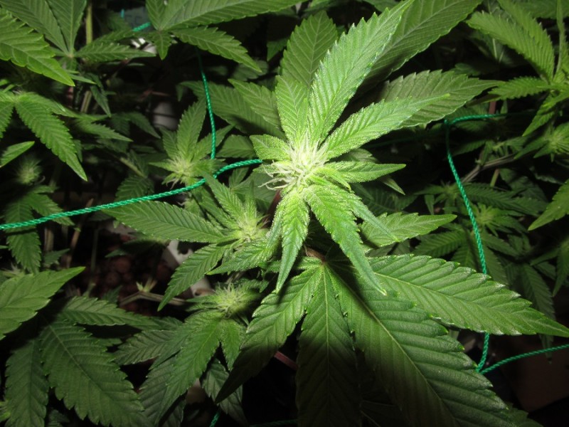 23days bloom on 23rd (10)