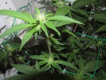 23days bloom on 23rd (11)