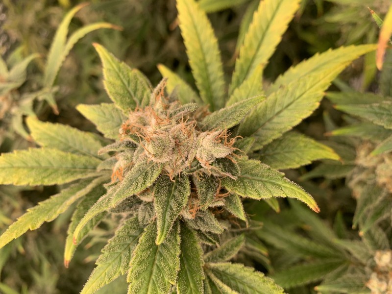 403B28B1-07E0-4DB7-8BB6-D207E56226B7