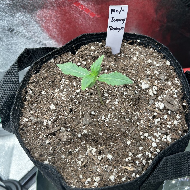 Mephisto Jammy Dodgers wk1