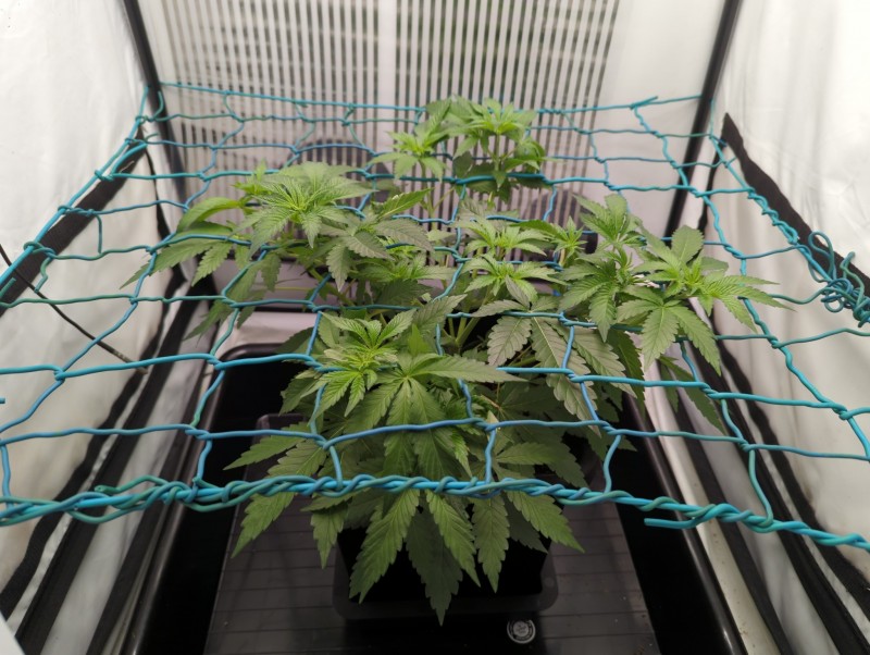 16854397368833698715914268107902