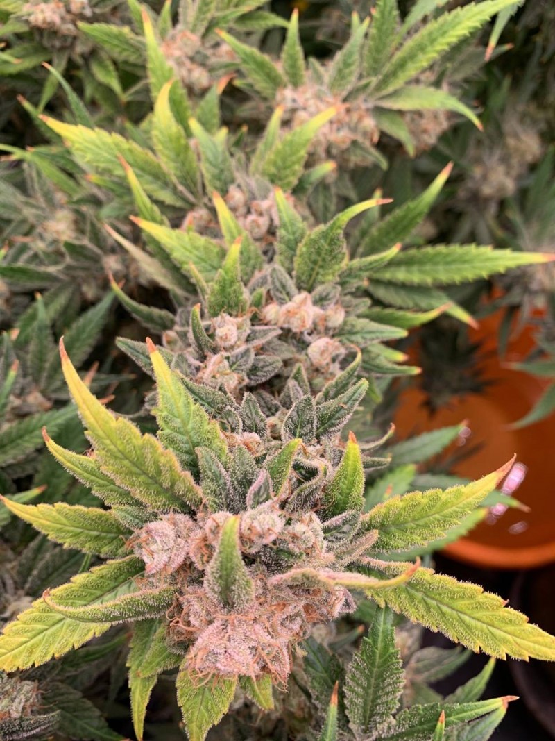 1E590E27-658B-486E-A025-BB7465896355