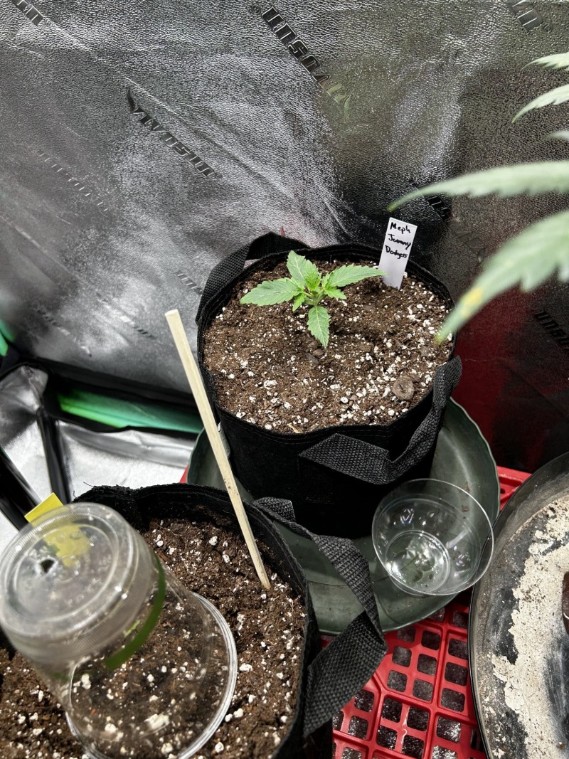 Meph jammy dodgers wk1