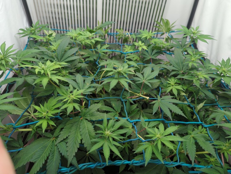 16871937450299178781642449173735