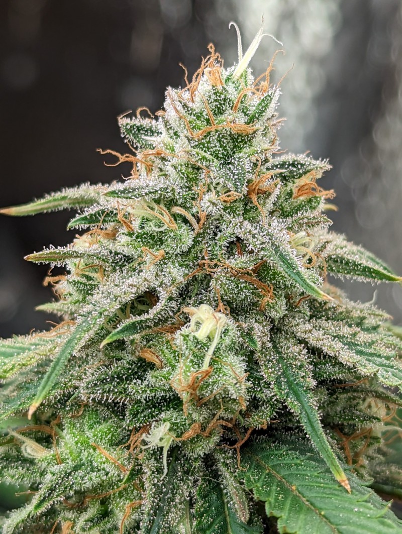 PXL_20230629_202303428