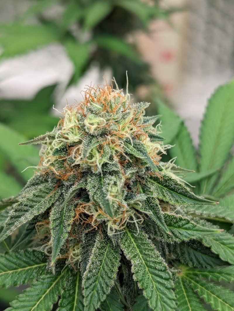 PXL_20230812_140904643