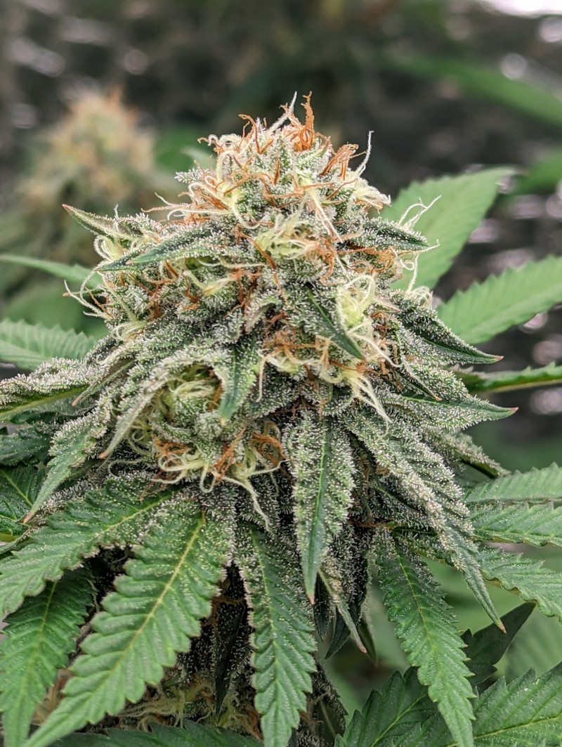 PXL_20230812_140913408