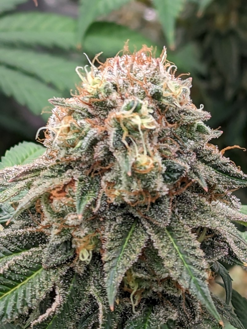 PXL_20230827_202054182