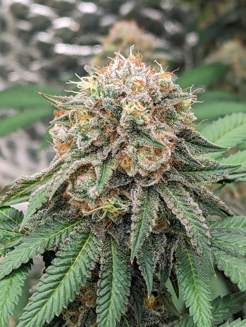 PXL_20230827_202021800