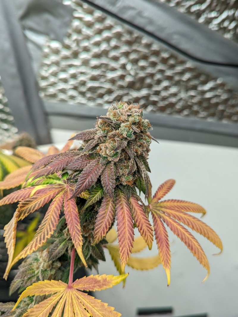 PXL_20230914_194838699