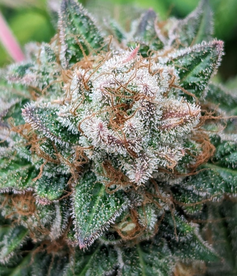 PXL_20230912_191910968~2