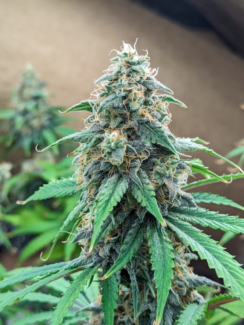 PXL_20231009_192829210