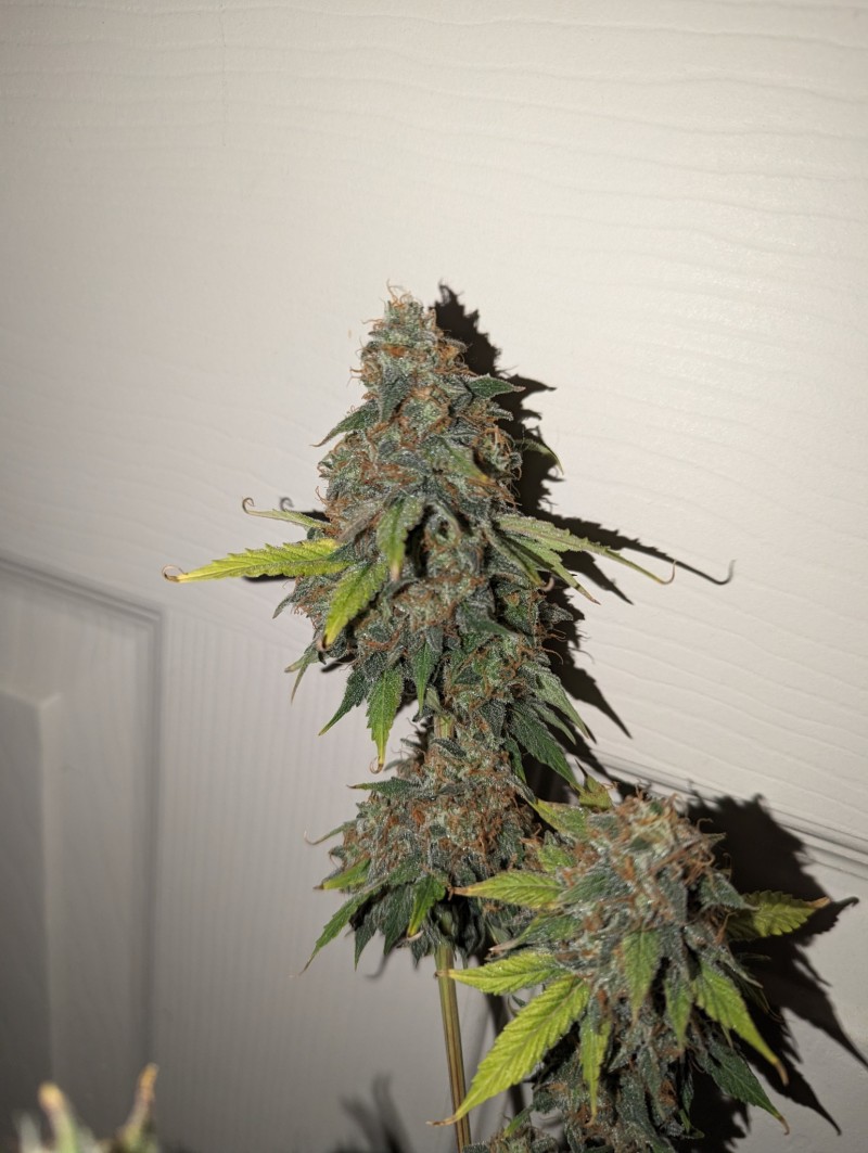 PXL_20231016_195950519