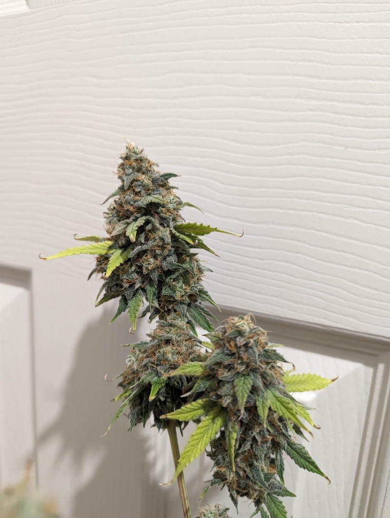 PXL_20231016_195837352