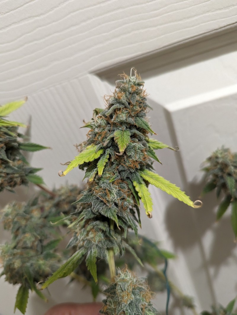 PXL_20231016_195819485