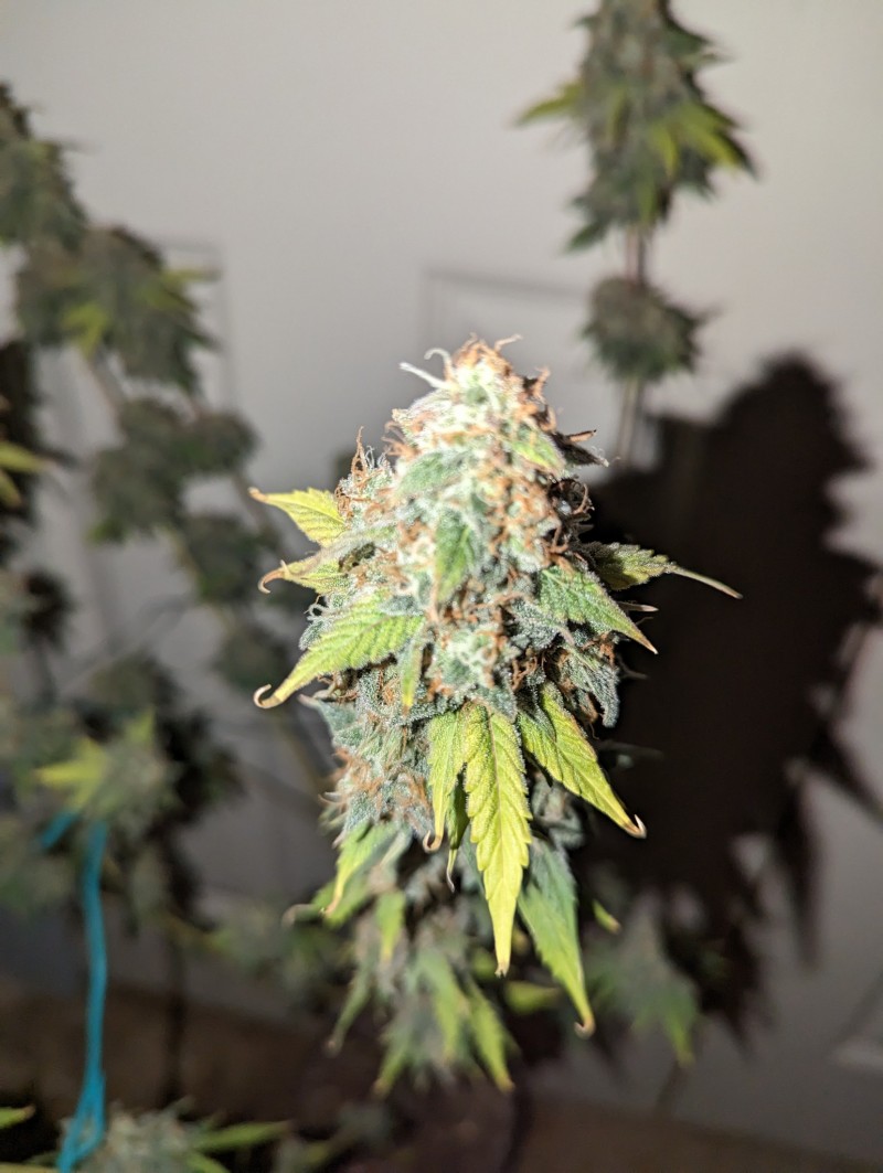 PXL_20231016_195740971