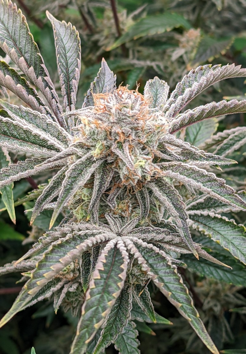 PXL_20231210_212439919~2