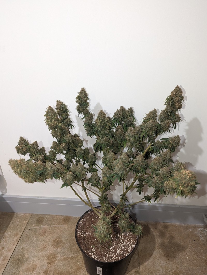 PXL_20231203_212024636