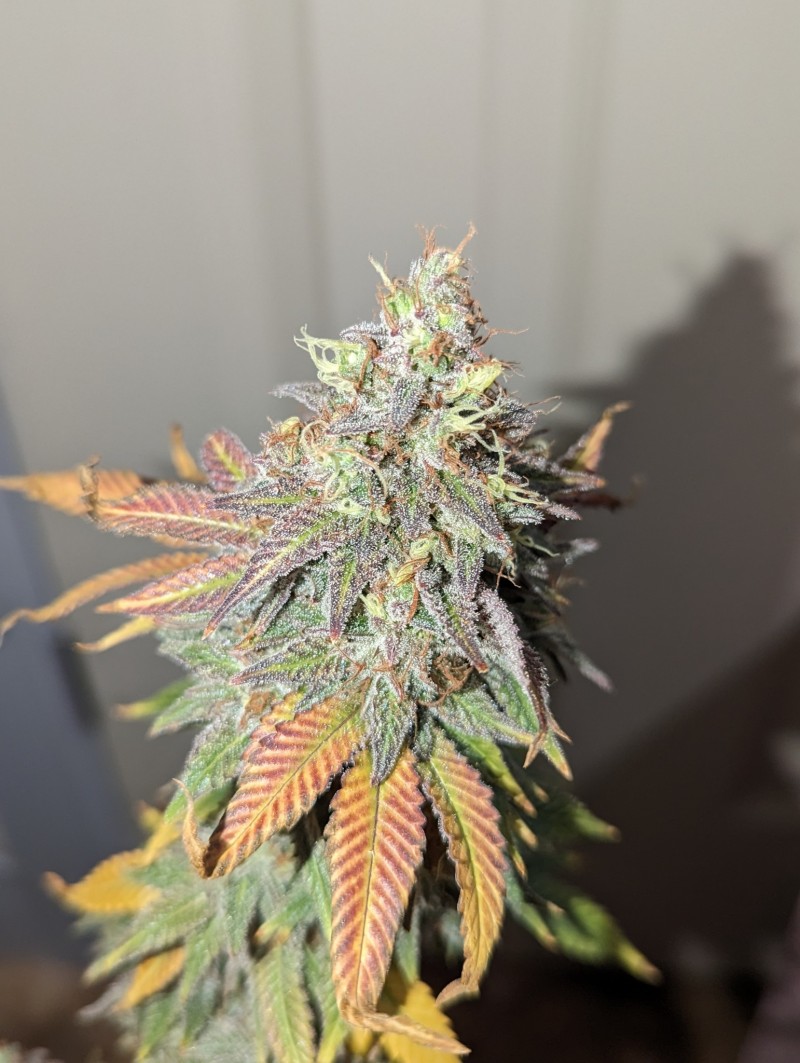 PXL_20240328_215440901