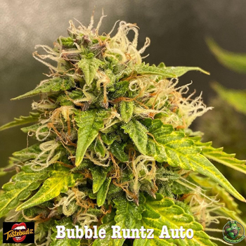 bubbleruntzauto_1_350x350