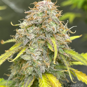 forbiddenfruitz_350x350