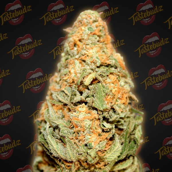 Biscotti_33Auto