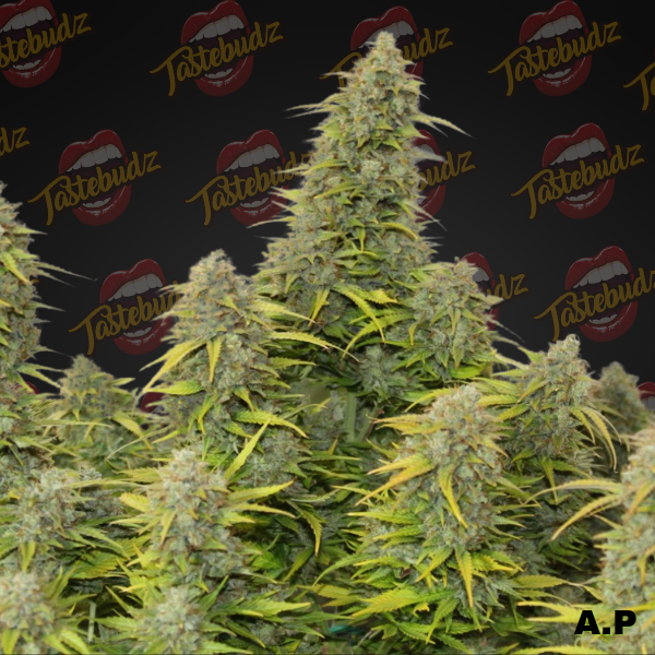 ORANGECOOKIESAUTO