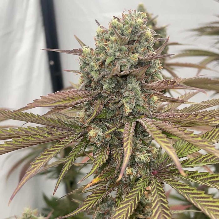 zapplewoodz-conscious-genetics