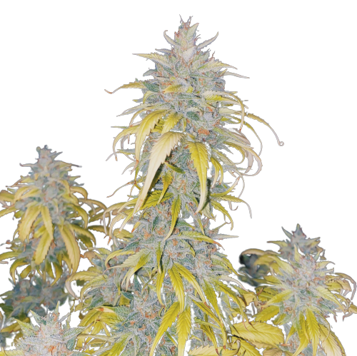 Auto_White_Devotcka_genetics