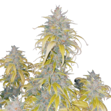 Auto_White_Devotcka_genetics