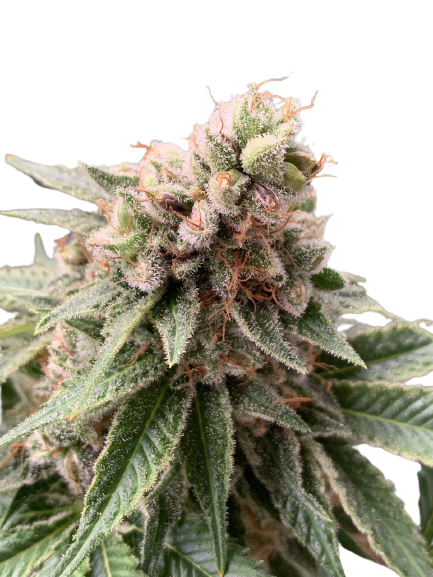 stoner_chronic_genetics_fem