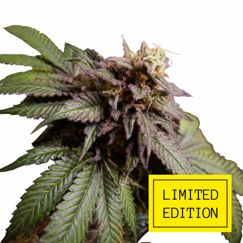 ZKITTLE-OG_2-1024x1024