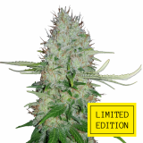 White_Haze_genetics_fem_2-1024x1024