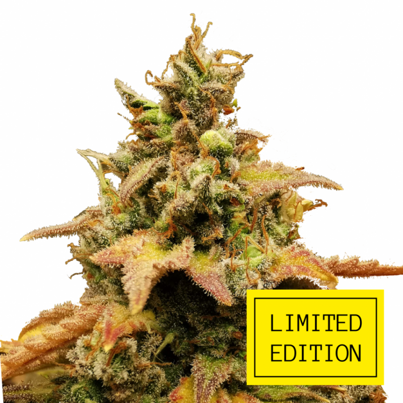 Tai_Wood_genetics_fem_2-1024x1024