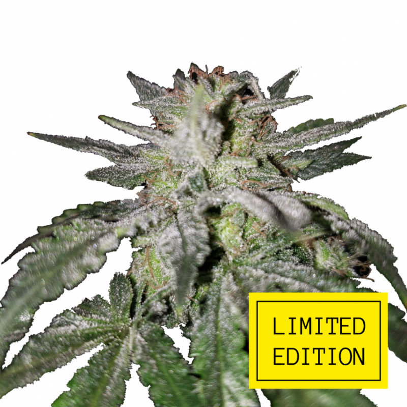 OG-KUSH_2-1024x1024