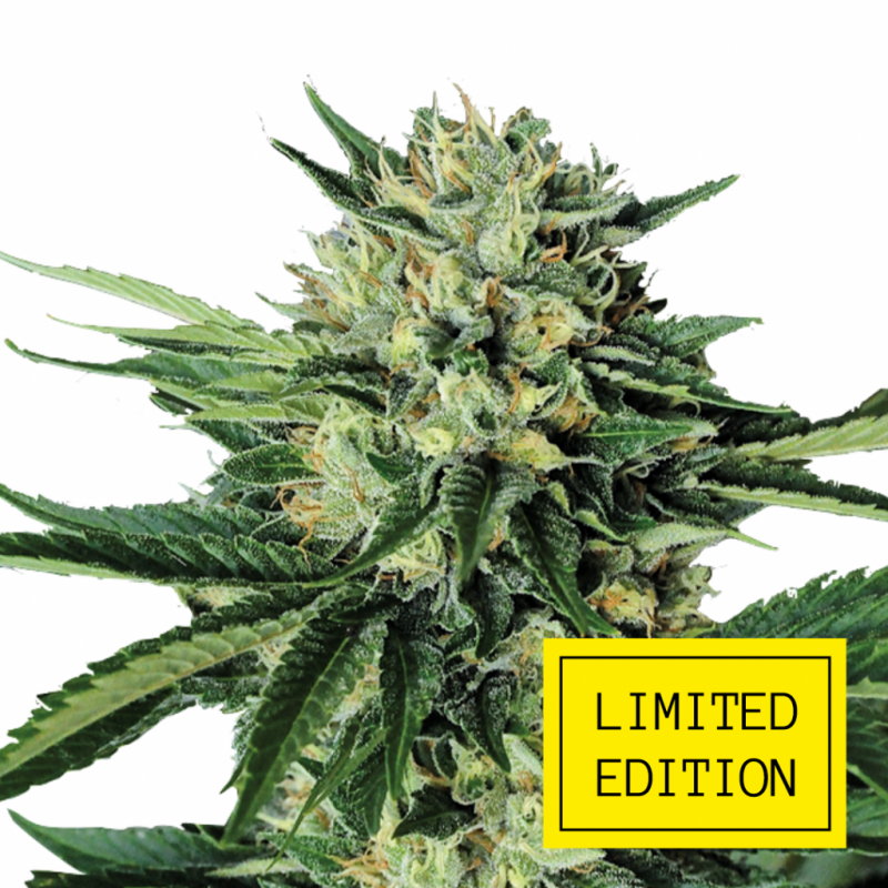 CHEMO-KUSH_2-1024x1024