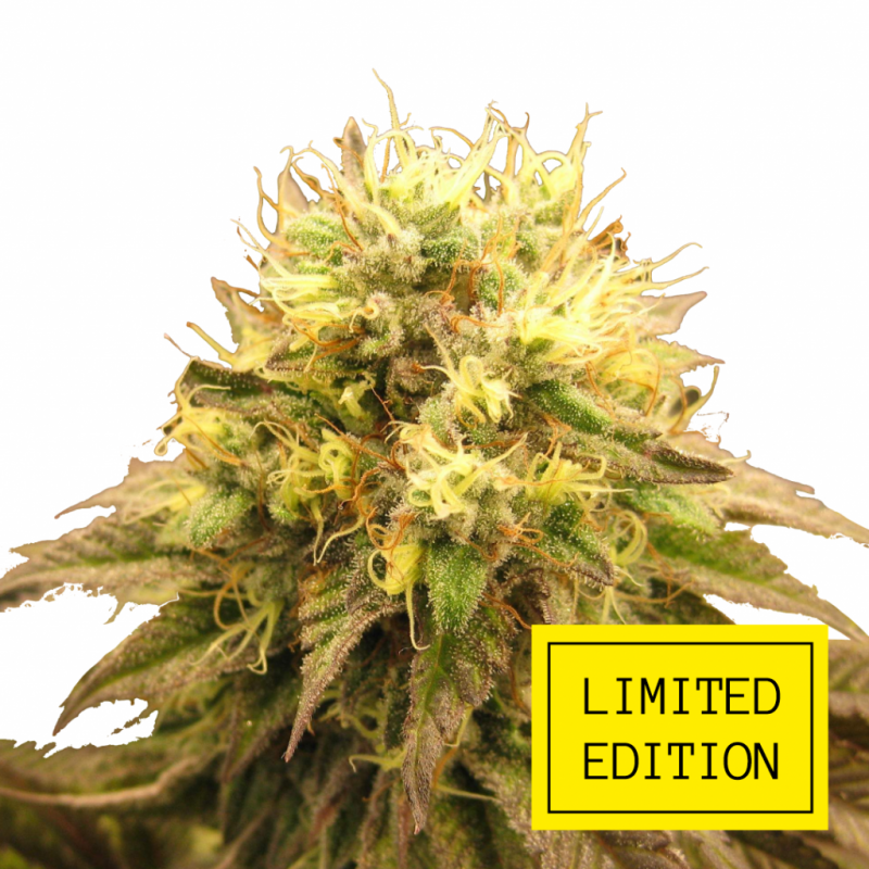 BUBBA-KUSH_2-1024x1024