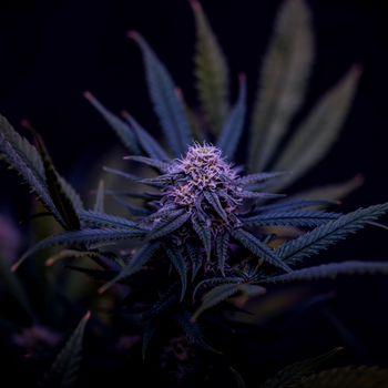 pinklemonpunch_7a79c090-f943-4224-9dd4-ff39f649d827_350x350-1