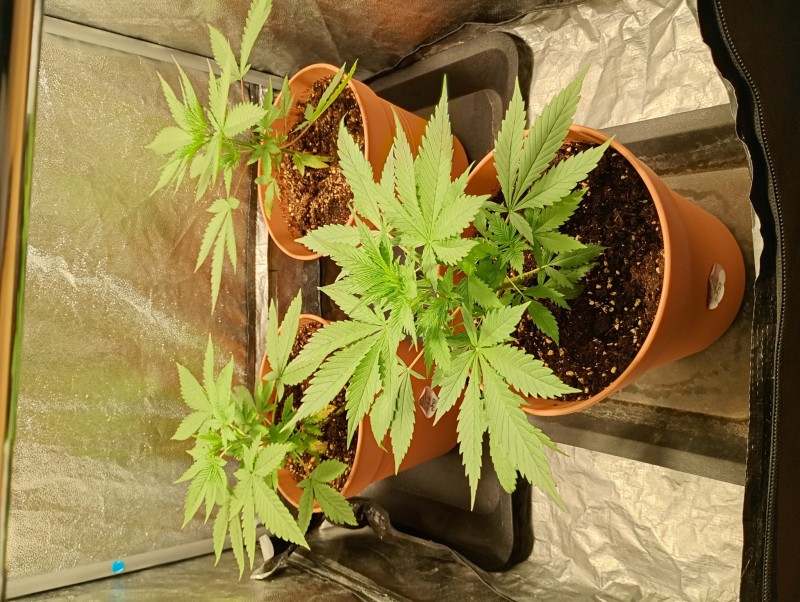 groepfoto