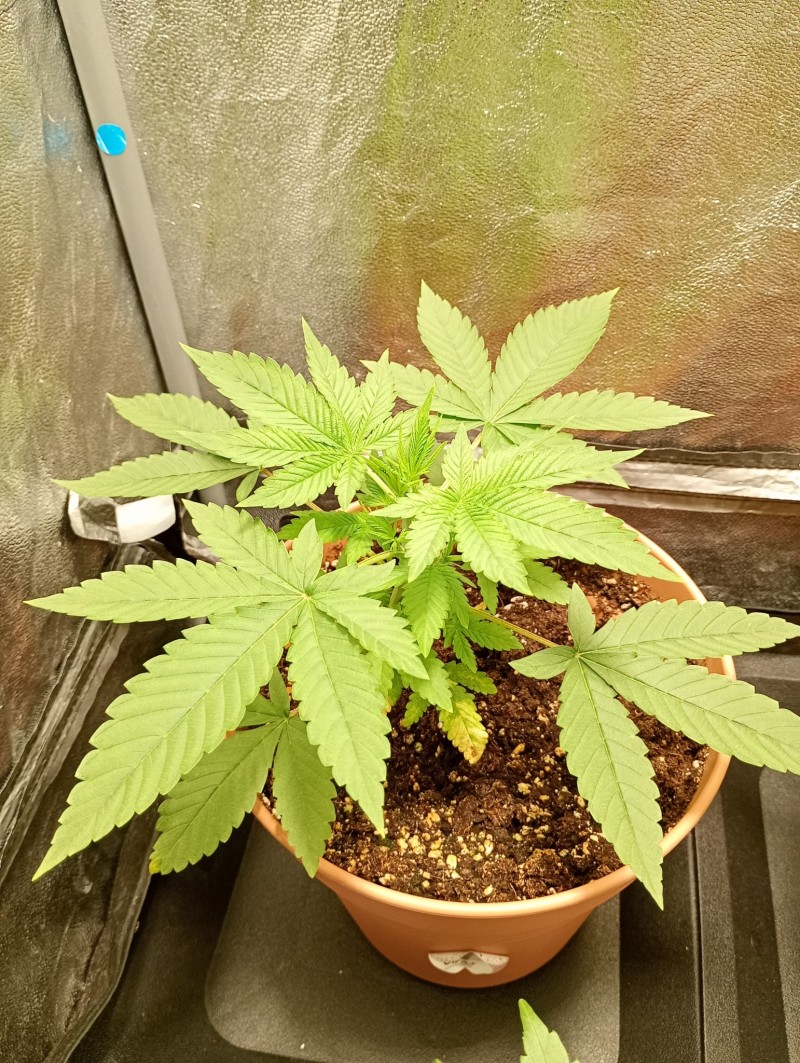 Killer kush #1