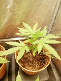 Killer kush #2