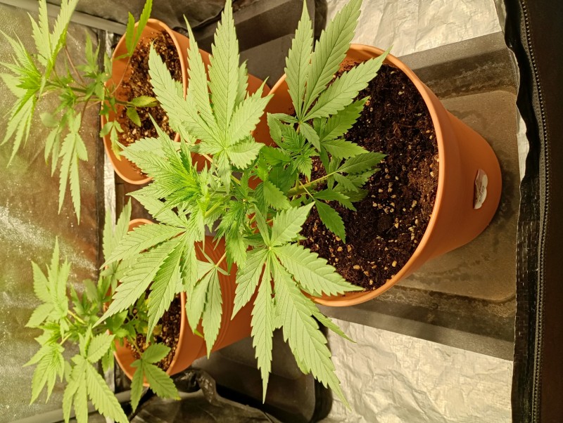 OBG kush