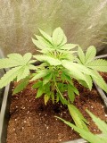 killer kush 1