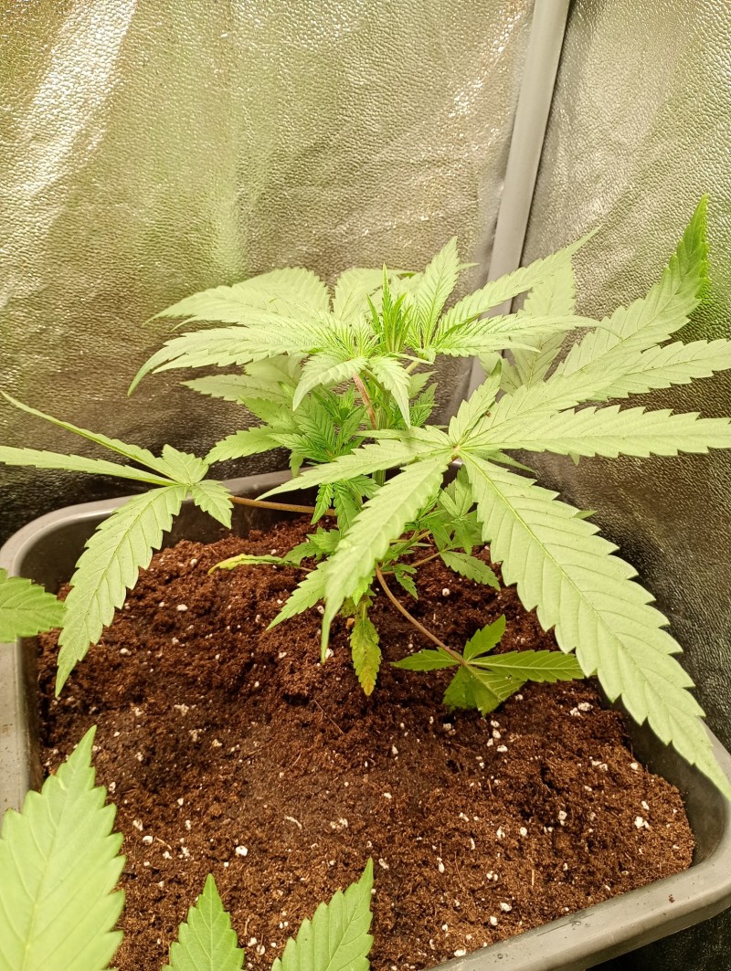 killer kush 2